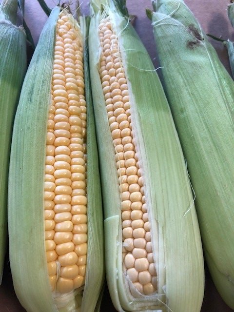 ArnoldsProduce's tweet photo. So #sweet, #Suffolk grown, #Corn on the #cob https://t.co/g76x02a9MP