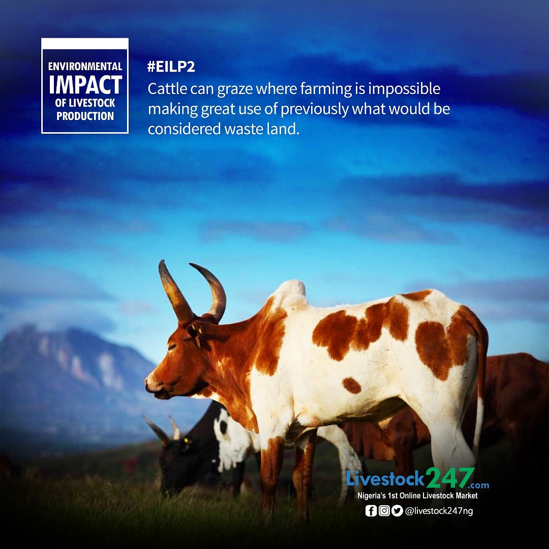 livestock247ng's tweet photo. ENVIRONMENTAL IMPACT OF LIVESTOCK PRODUCTION #EILP
Cattle can graze where farming is impossible making great use of previously what would be considered waste land.
#livestock247 #Environment #impact #livestock #production #LivestockMarket #Climate #Change #ClimateChange https://t.co/IE9oaIH7eu
