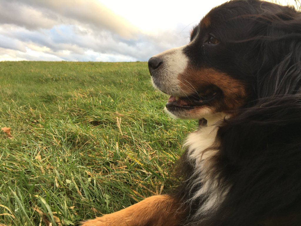 AmelieHol's tweet photo. @KanzleiPabst @HerrPanTau Ebenfalls Team Berner 🙋🏼‍��️😍 https://t.co/ASgmKxxOWU