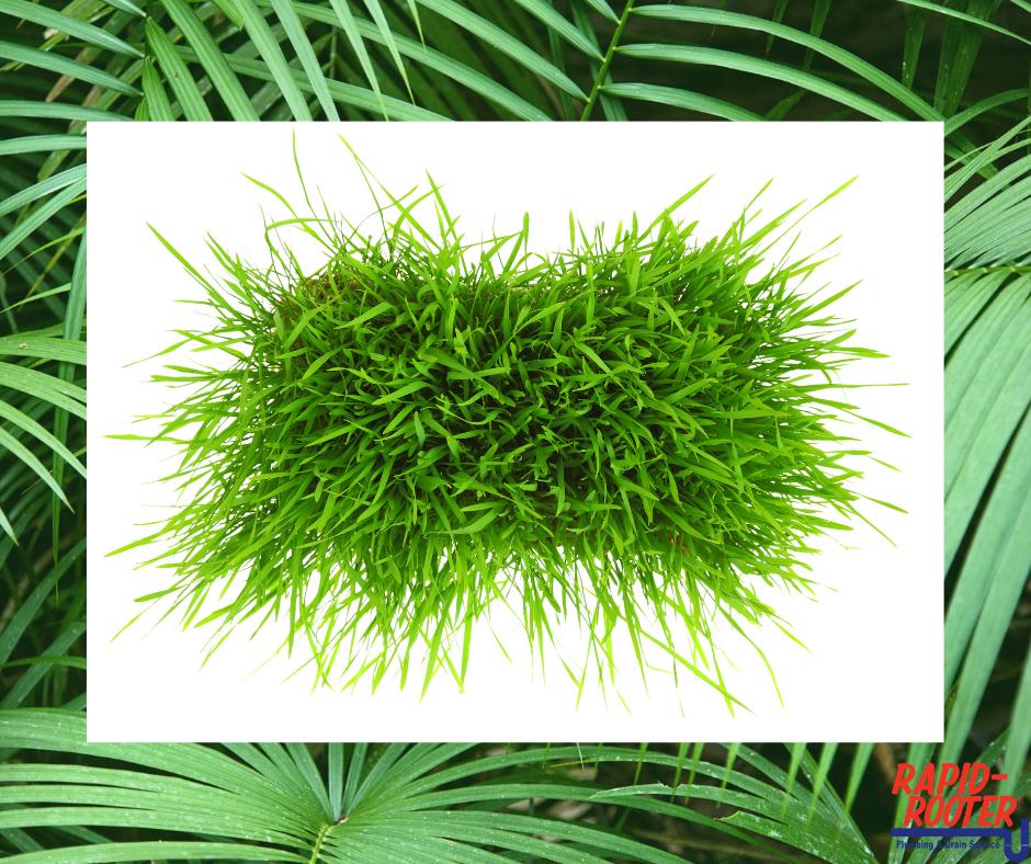 PlumberFlorida's tweet photo. You may have a sewer problem if you notice an area of your yard is more lush than others. Sewage can act as fertilizer &amp; give UR grass a beautiful green look. However, if it's only in one isolated section, U know what to do. 954-943-9100 #rapidrooterSF 
https://t.co/2CvWw4Flld https://t.co/qSJTBXDnhw