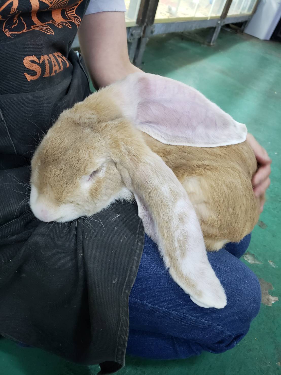 Pd熱帯魚センター小動物部 甘えん坊すぎる犬みたいなウサギことフォウ君 今日は猫みたいに膝の上で丸まって撫でられてウトウトしてました やっぱりウサギではない Pd熱帯魚センター イングリッシュロップイヤー ウサギ T Co