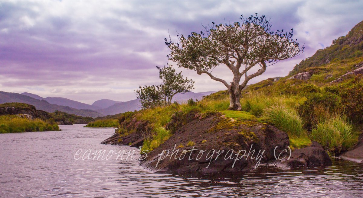 eamonnfitzsimon's tweet photo. Upper Lake in Killarney National Park, County Kerry 

https://t.co/8ibuqC6VB7 @ourkerry @KerryGems @galavantireland @IrelandB4UDie https://t.co/bSzMrmcy3e