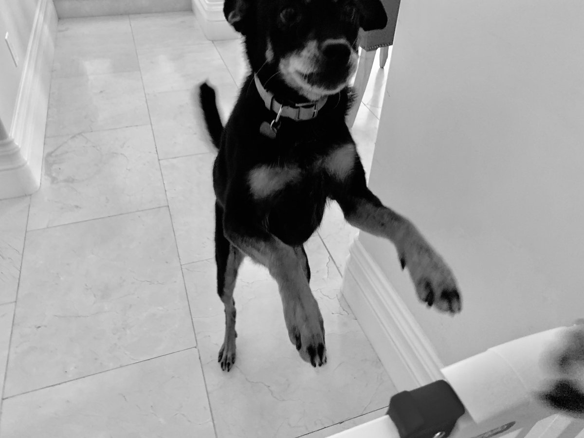 9teenfiftyfour's tweet photo. @ArianaGrande allows you to #PetSit, how well do you get along with the pet youโre assigned based on your #RisingSign?
{#Rising, #ZodiacThread, #ZodiacSign, #NatalBirthChart, #Astrology, #CoStar, #Horos, #Zodiac, #THREAD, #RT, #BirthChart, #Birthday, #AriArmy, #Wwyd) https://t.co/Z2FuvcppYn
