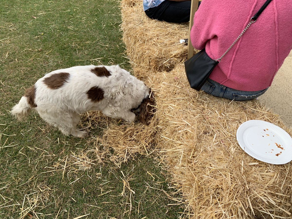 Session 1 at the @ParaPowwow how to pull apart a bale of hay #powwow19 #bowwow
