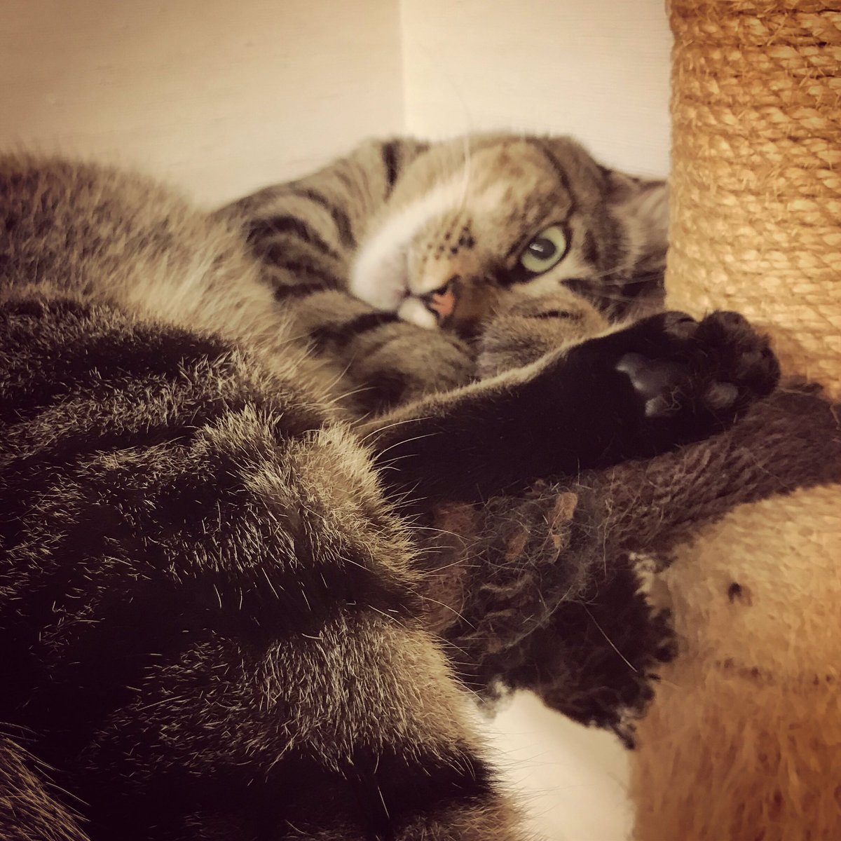 viva45degrees's tweet photo. 深煎りコーヒー豆😸
.
#猫 #ネコ #ねこ #にゃんこ #深煎り #コーヒー豆 #肉球 #ねこすたぐらむ #ふわもこ部 #保護猫 #にゃんだふるらいふ #もふもふ #モフモフ #猫モフー #cat #cats #coffeebeans #deeproast #paws #ilovecats #catsofinstagram #catstagram #petstagram #instacat #meow #catoftheday https://t.co/BeAZfcsLvF