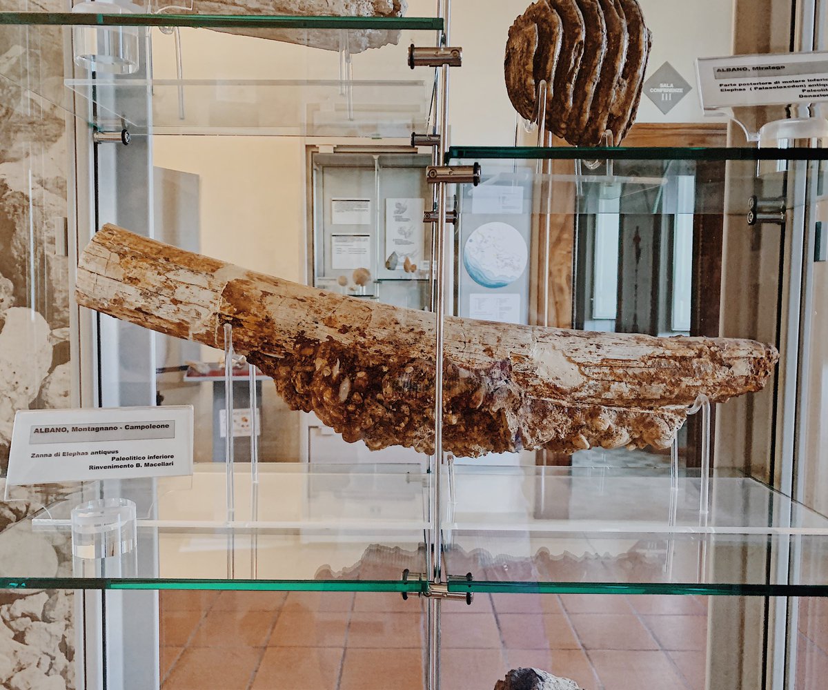 MuseiAlbano's tweet photo. Ebbene sì! La campagna laziale era abitata dall’ ELEPHAS ANTIQUUS, qui una zanna risalente al paleolitico inferiore. https://t.co/Zf5UM589Hi