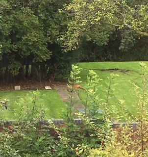 sam25ash's tweet photo. Spotted Mr ๐ฆbusy rummaging for food in the offices urban garden #CLSMHT @lancashirecare https://t.co/kgjAbWBGhT