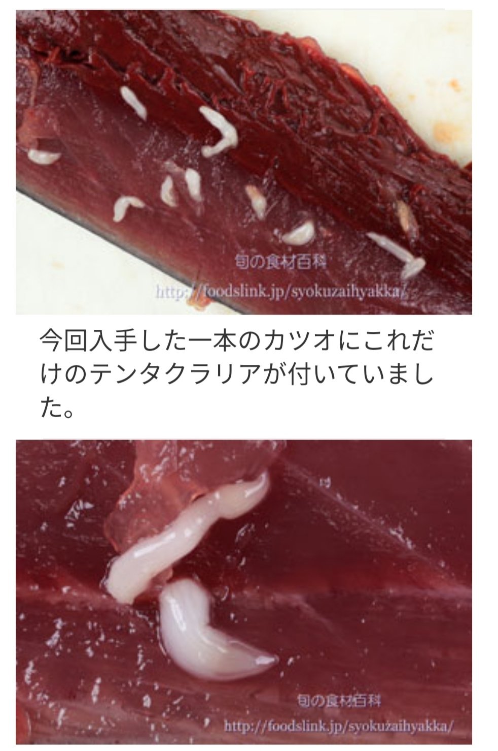 Hiran0 カツオの刺身に米粒みたいなのが付いていて 動いていた ググってみたら寄生虫 食べても問題ないからノープロブレム 去年元気に醤油の中で泳ぐアニサキス見た時は驚いたが こいつは無害だから安心 あっちはよく噛んで食べていたからお腹痛くなら