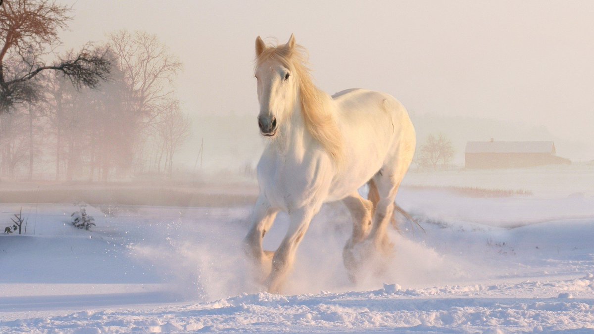 There has to be a horse in this picture Photo shot by Dorota Kudyba #nature