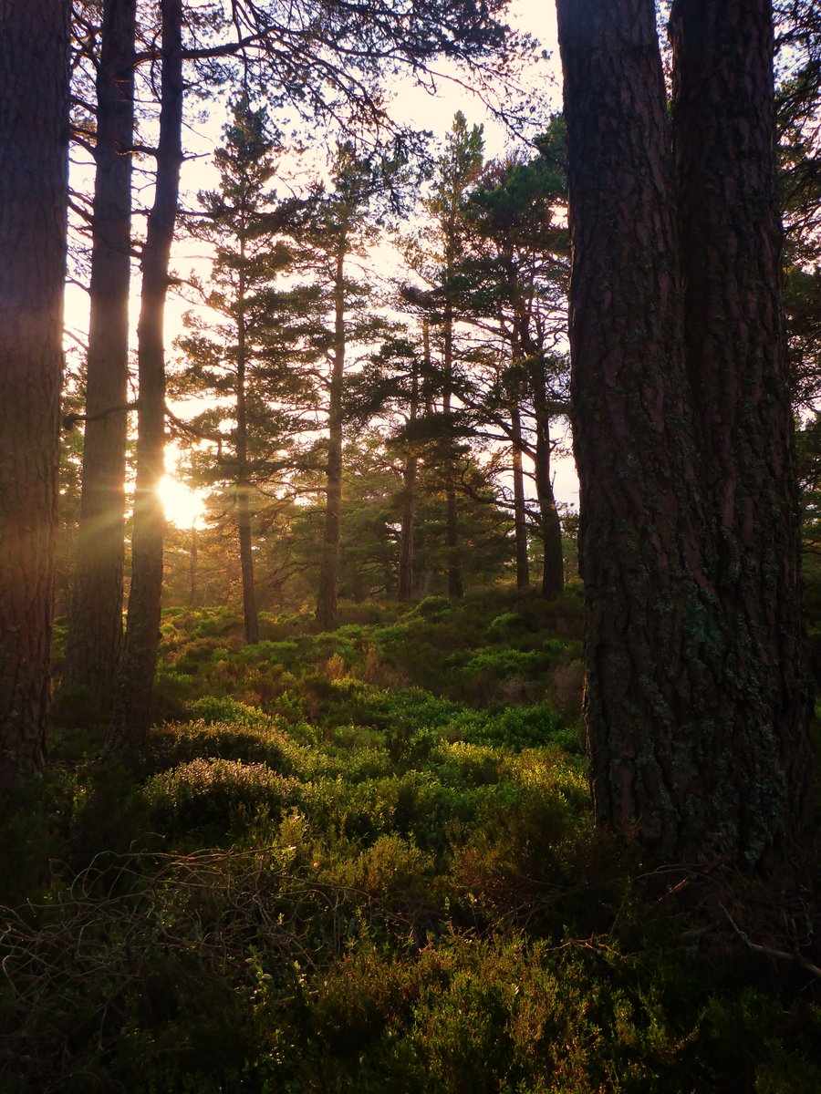 Ramblers Scotland tweet media