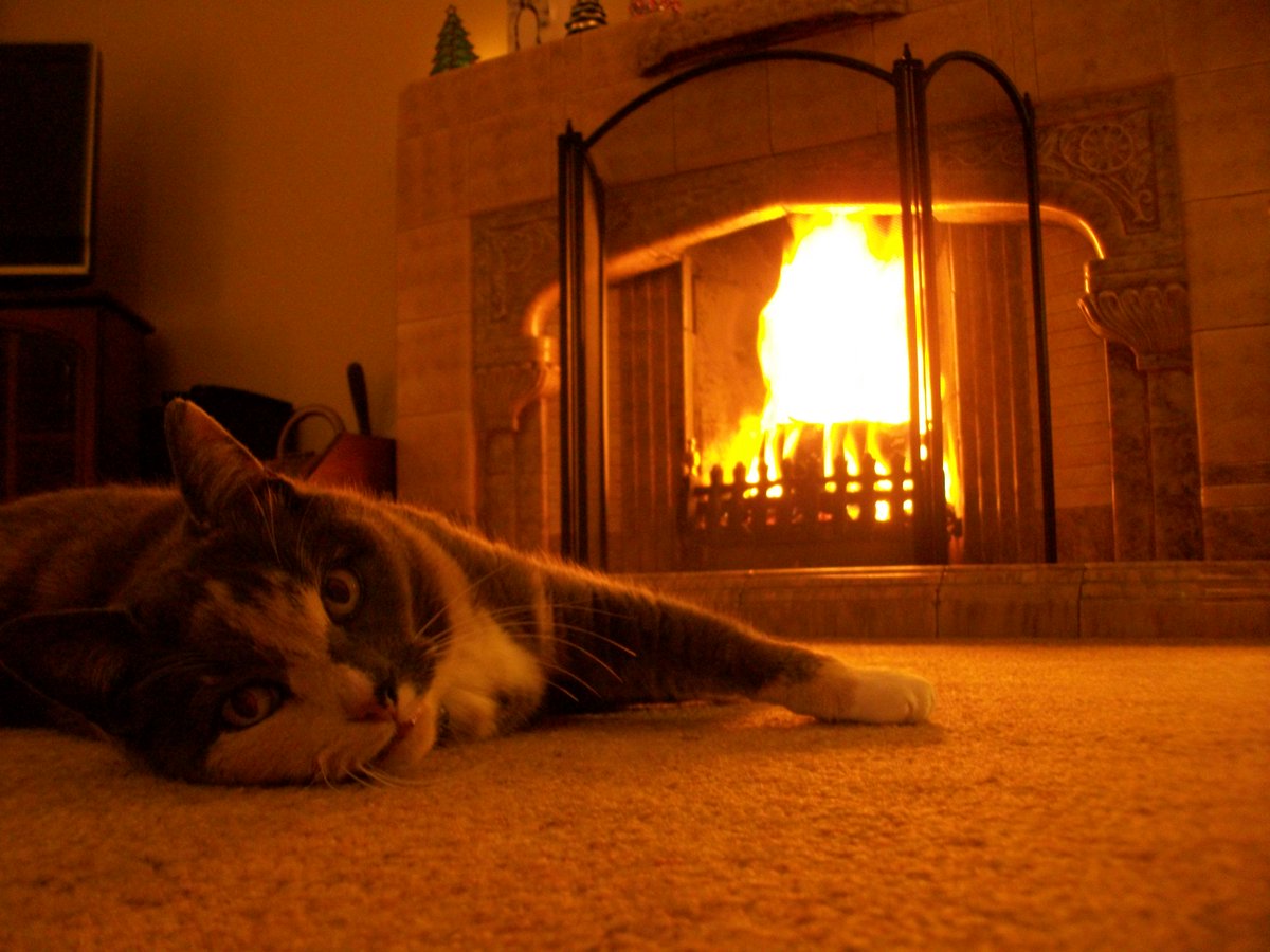 qikipedia's tweet photo. WORD OF THE DAY: FIRE-SCORDEL - a lazy cat which lounges constantly by the fireplace. (Photo credit: Richard Matthews) https://t.co/2cgvSnICRE