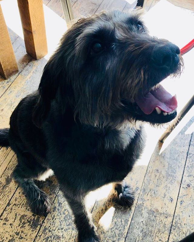 | WOOF | Neil, the bearded collie came in over the weekend. He had cheeky one and was checking out our FOOD MENU &amp; MASSIVE GIN COLLECTION, he was quite impressed 🐾 😉 🍴 🍻 if you are joining us tonight, don’t forget to check out our SPECIALS BOARD. #dogsarewelcome #dogs #d…