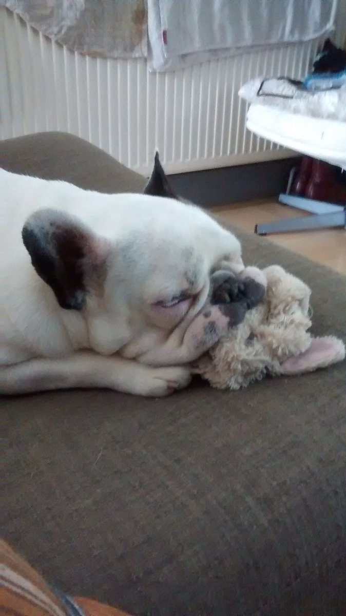 Addict to sleep and teddies 😁 #MyPetIn5Words