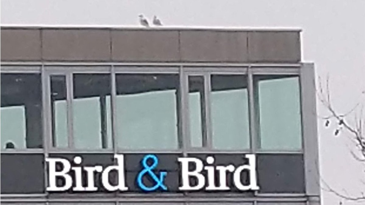 twobirds's tweet image. Spotted in The Hague: Two birds perched on top of our Bird &amp;amp; Bird office!  2bird.ly/2NbmrTQ