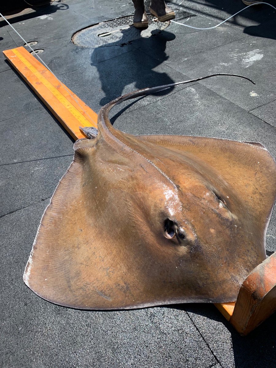 NOAAFisheriesSE's tweet photo. From the field - NOAA shark research cruise out of MS - some of the catch - a great hammerhead shark, a southern stingray and a shamefaced crab still holding his snack - animals are measured, examined and released. https://t.co/yJFbcpcoKB