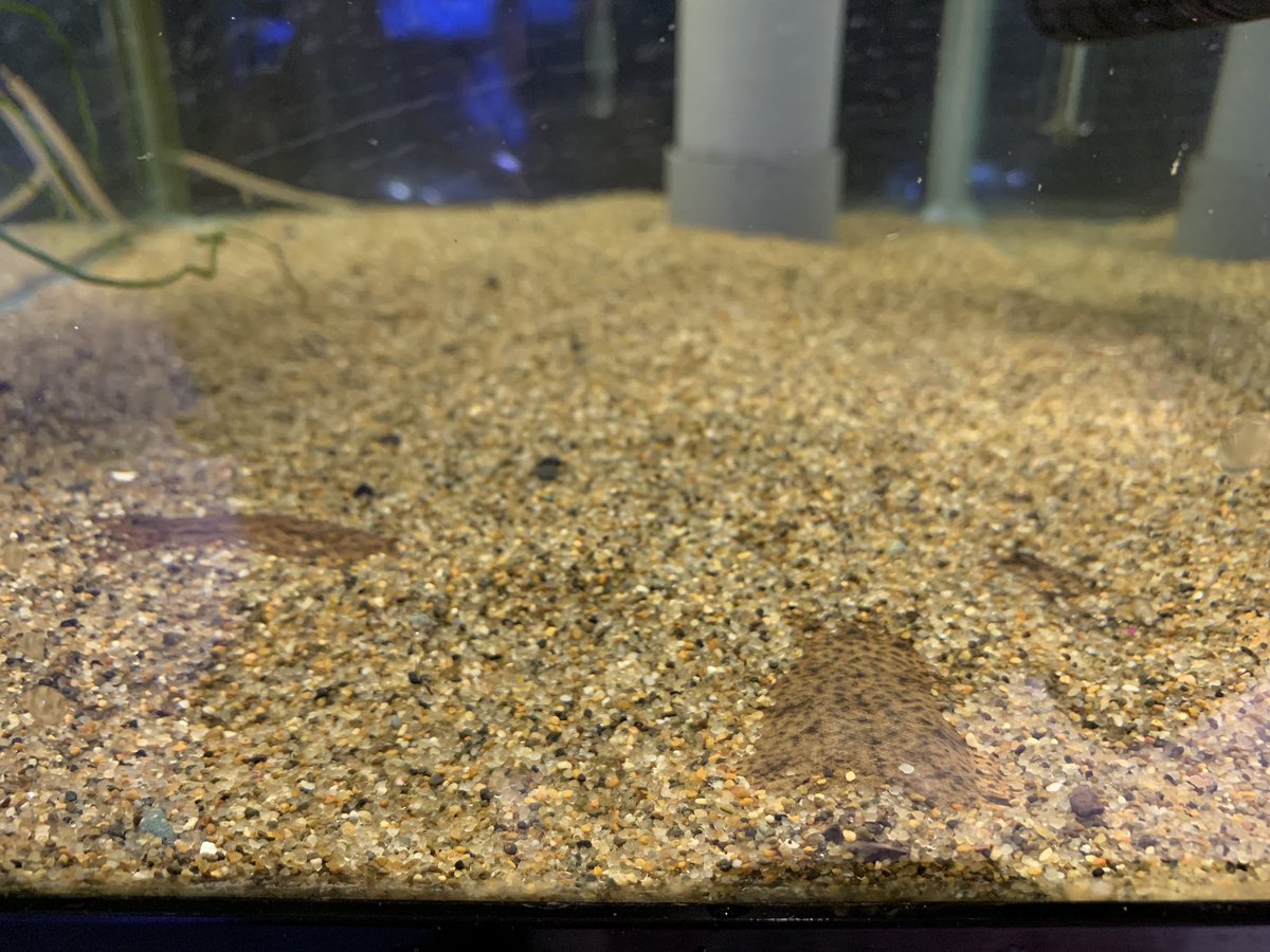 淡水カレイ Twitter Search 淡水カレイ Twitter Search