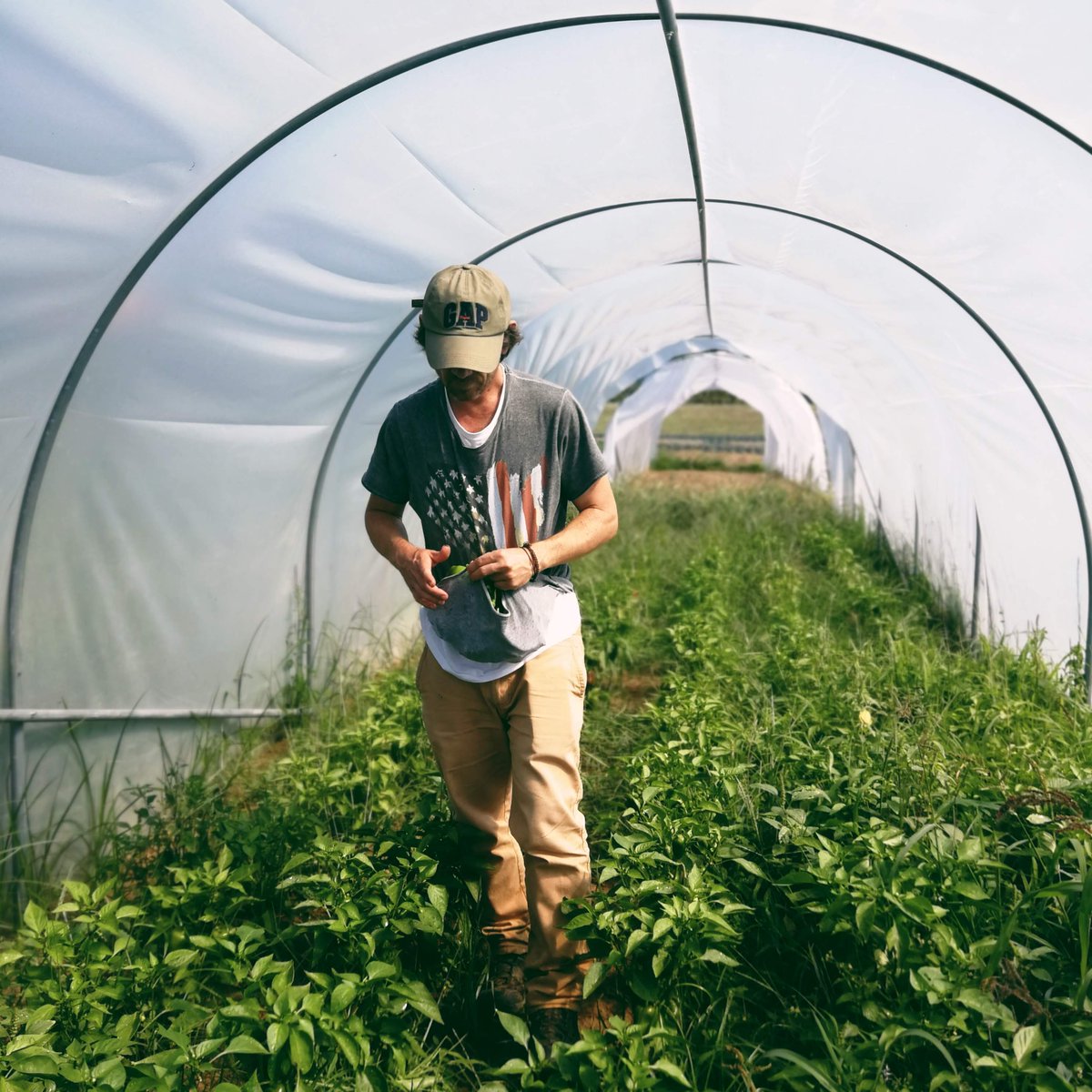 Estamos muy contentos de los pimientos verdes de esta temporada.
Seguimos experimentando con las variedades que mejor se adaptan a nuestras fincas y que más acogida tienen por parte de nuestros clientes.
🌱🌱🌱 #lafincadeloscuervos #agriculturasostenible #huertagallega