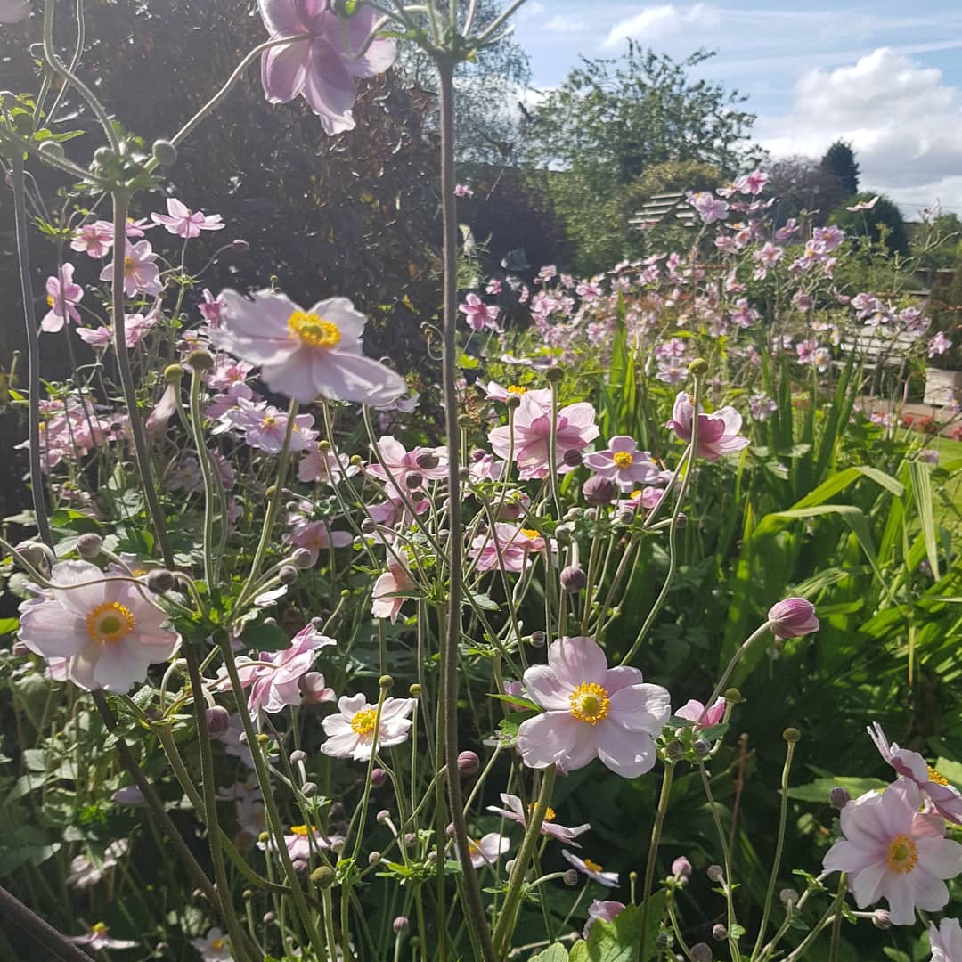racinggreenmids's tweet photo. A beautiful morning in sunny 🌤 #Mansfield #Nottinghamshire #notts #Grapeleafanemo #Ranunculaceae #thursdaymorning #ThursdayThoughts #flowerphotography #photooftheday #nature #cottage #garden #gardener @racinggreenmids #allyourgardenneeds https://t.co/R6pRKwmjqI