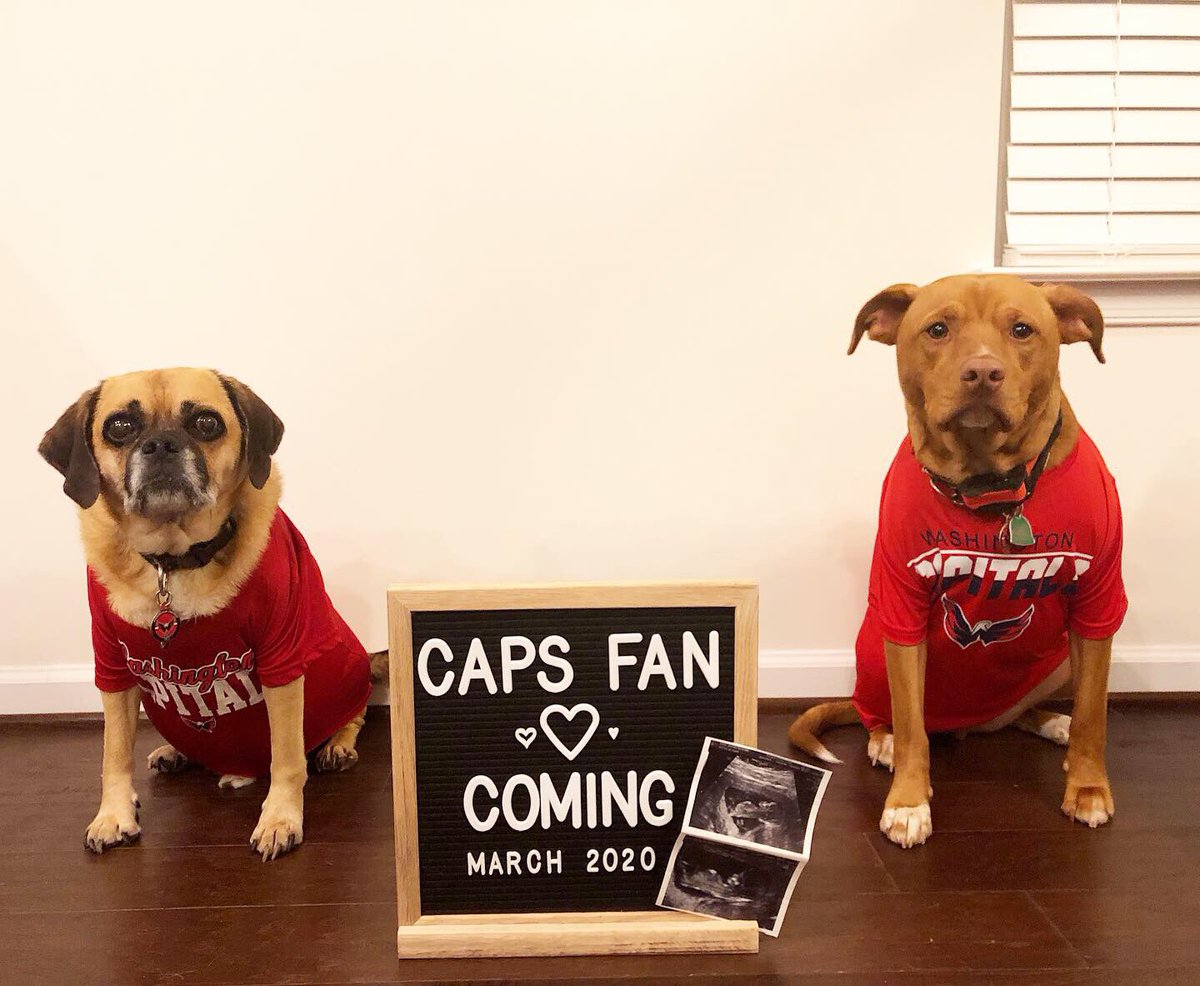OshPup77's tweet photo. ANNOUNCEMENT! Me and my brother are totally excited 
(and focused on treats) 
MOM &amp; DAD are having a little human CAPS FAN! 💙❤️ 
DUE MARCH 2020! 
@ryanharding86 #capsfancoming #babycapsfan https://t.co/VoGSRiw9Fu