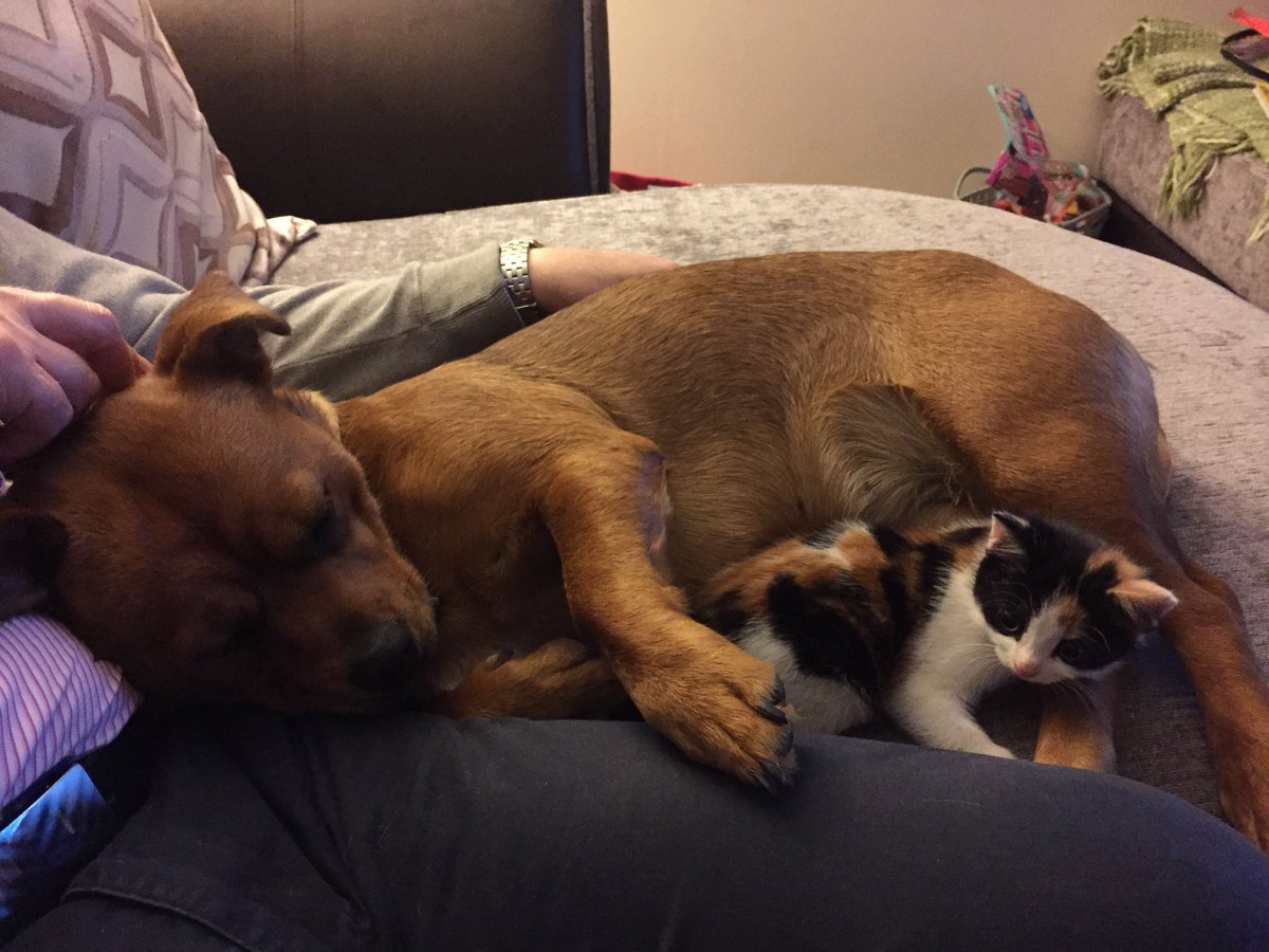 This is me with my best friend, Kitkat. She is my best friend. She came to live with us when she was 5 weeks old and we’ve been friends ever since! We cuddle up together and nap! She was so so tiny.