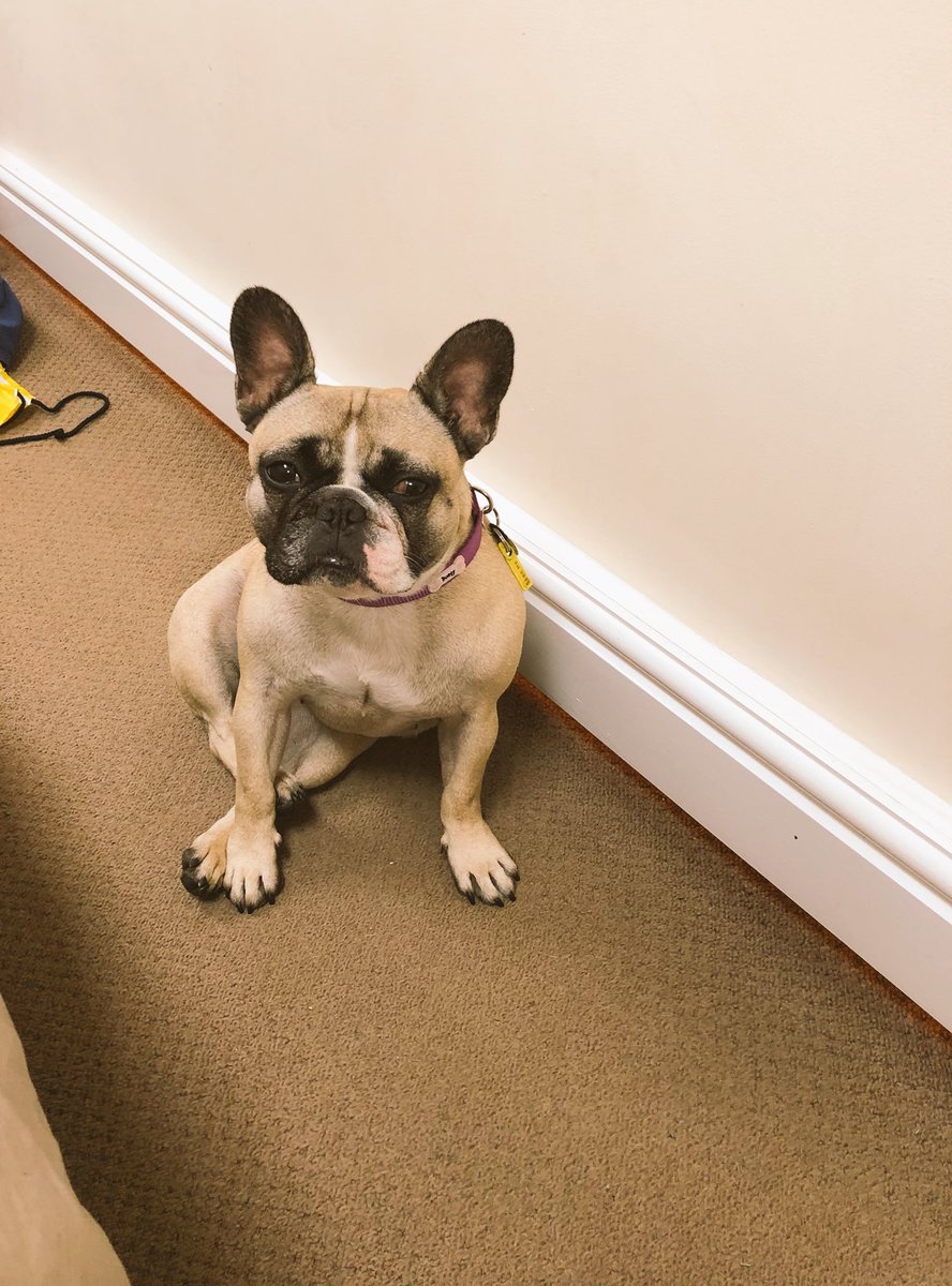 LacyDoggo's tweet photo. @ThoughtsOfRally #GrumpyFrenchie https://t.co/zUeEMMaa5V