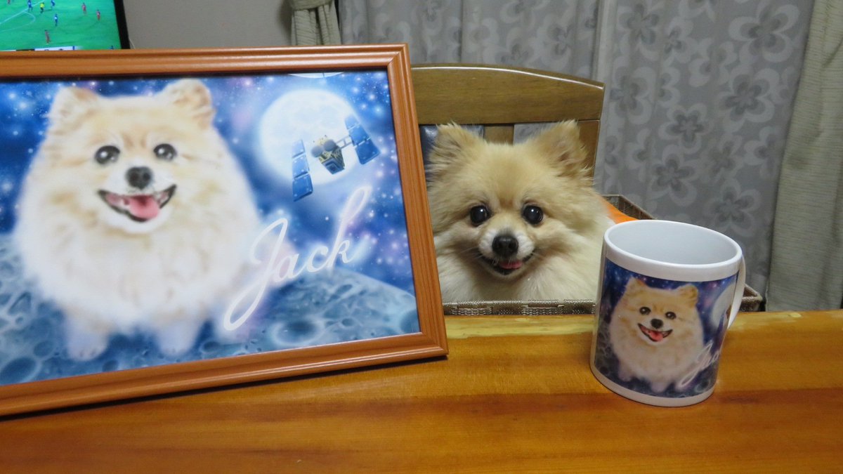 もふもふポメラニアン･ジャック tweet media