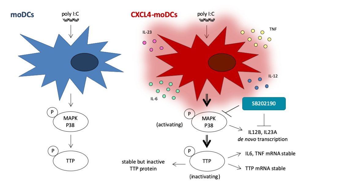 UMCURCI's tweet photo. CXCL4, a hallmark in autoimmunity, induces pro-inflammatory responses in dendritic cells by "halting" cytokine mRNA degradation.
Check our recent paper, now published in Molecular Immunology:
https://t.co/eEmi1H1Gwm
#CXCL4 #cytokine #inflammation #autoimmunity https://t.co/MRPaR7b4iv
