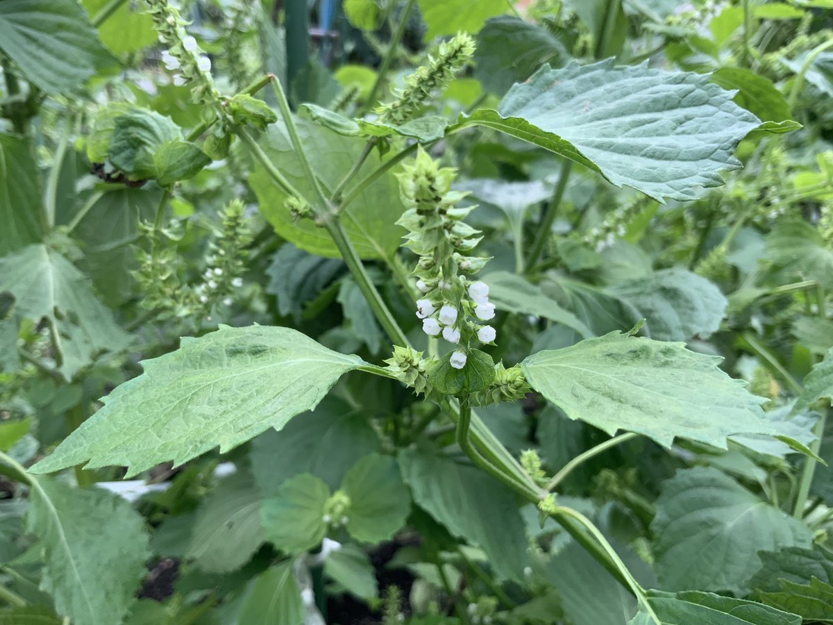 ユニーク穂じそ 食べ方 最高の花の画像