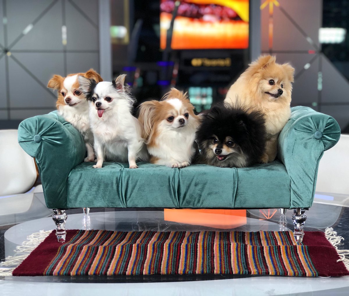 ICONS ONLY. The BT set has been invaded by the <a href="/CanadianPetExpo/">CanadianPetExpo</a> and we couldn’t be happier.