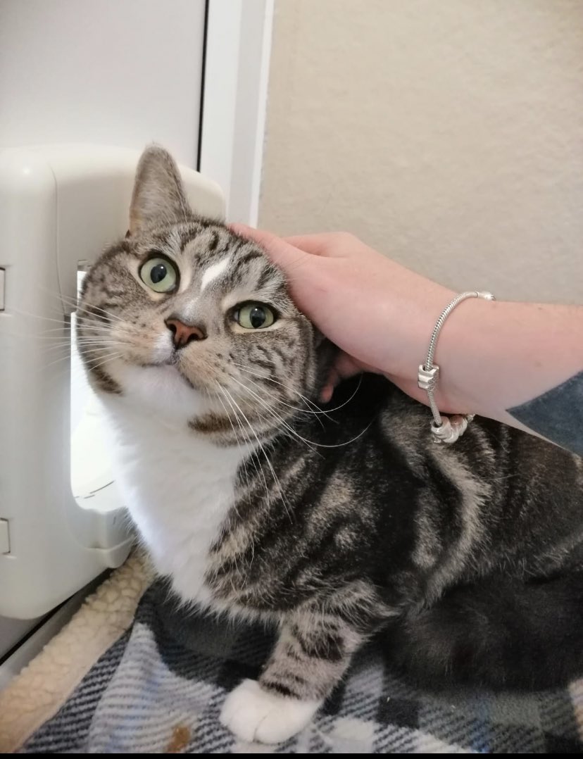 ElmtreePetHotel's tweet photo. Buster 🐱 🐾 https://t.co/9H4oWTkqIb