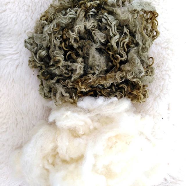 Both colours came from lesser hogweed. I just love the surprises#dyeingwithnature#irishbotanicals#naturaldying ift.tt/2I4xCtn
