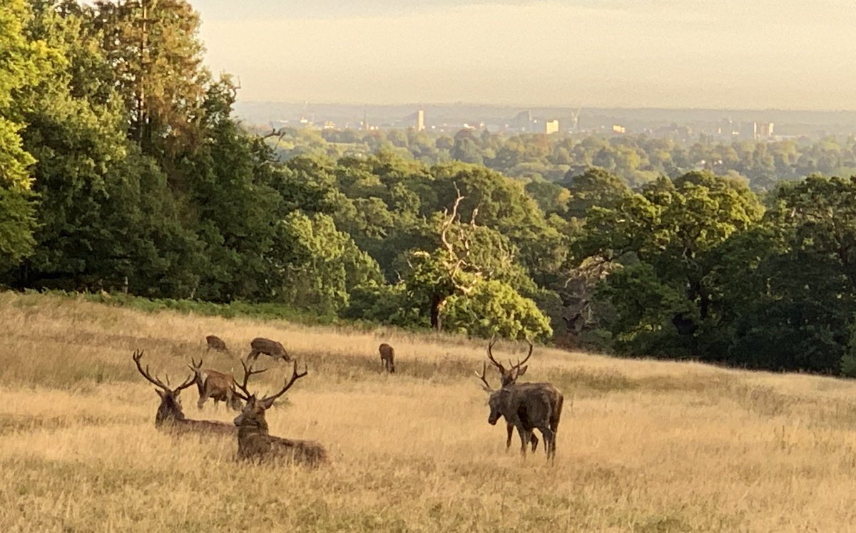 Great time of year for early rides through #WindsorGreatPark @WindsorGtPark