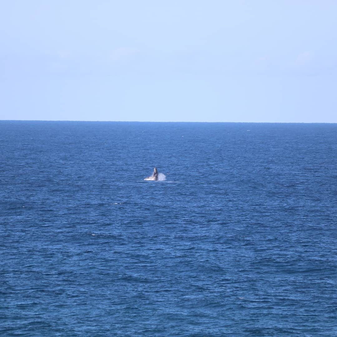 SolarWide_AU's tweet image. One of our install crews got a nice view from the roof  today!
Awesome to see the whales so close to shore!
#whalessunshinecoast  #solarsunshinecoast  #sunshinecoastsolar #sunshinecoastlifestyle #solarwideinstallersarethebest #goteam