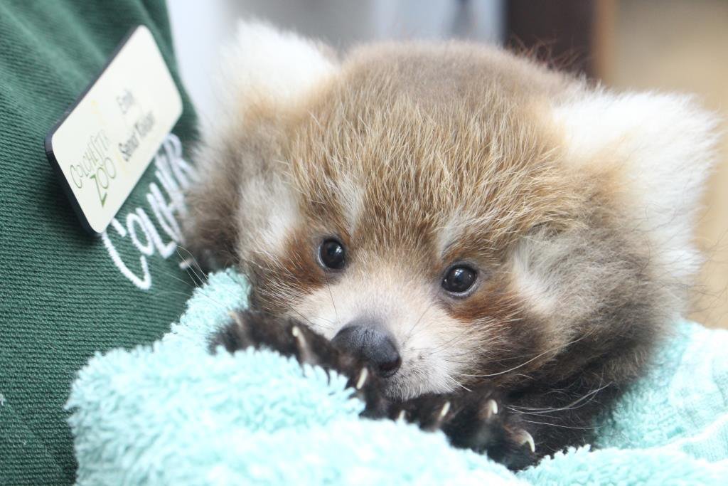 Introducing... Kamala and Kalaiya!

The red panda cubs at Colchester Zoo are both female and have been named to reflect their Nepalese heritage!

📷 <a href="/ColchesterZoo/">Colchester Zoo</a>