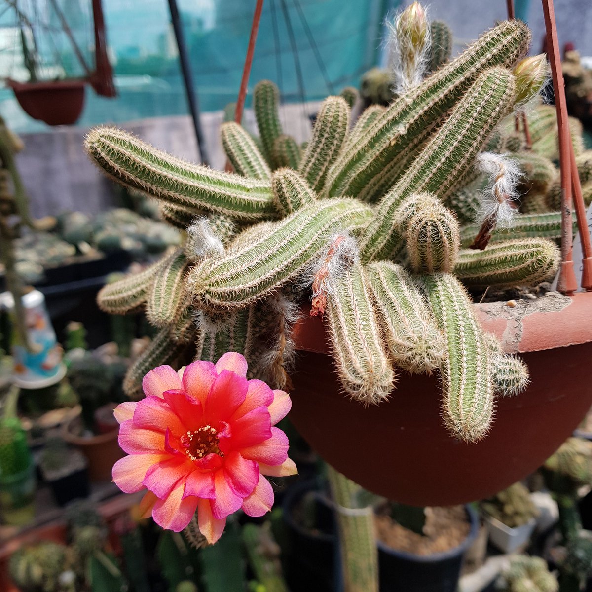 Yodtawan2's tweet photo. 🌻ยอดตะวัน🌻
#แคคตัส #กระบองเพชร #รักแคคตัส #CactusTweets #Cactus #cacti #cactusontheroof #cactusflower #Flowers #flowerlove #flowerstagram #flowerphotography #flowerreport #flower #ดอกไม้สวย #cactusclub #cactos #cactuseros
#cacto #cactusflower #cactusthailand #cactuslove https://t.co/d04n2rL7JF