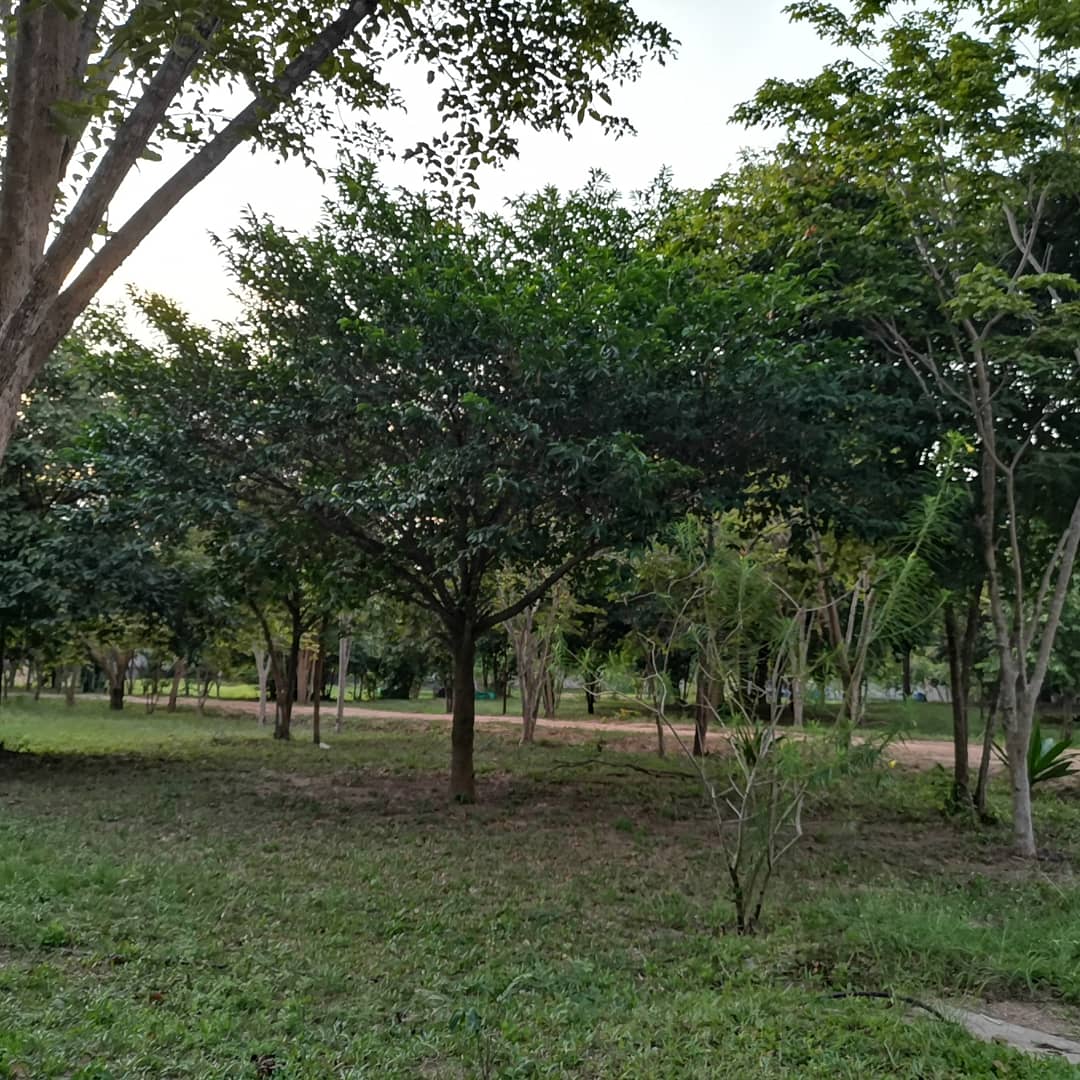 Samuiinnerpeace's tweet photo. Samui International Meditation Center in the evening today.

ศูนย์ปฏิบัติธรรมนานาขาติสมุยยามเย็นวันนี้ https://t.co/Bc7l11Ud8I