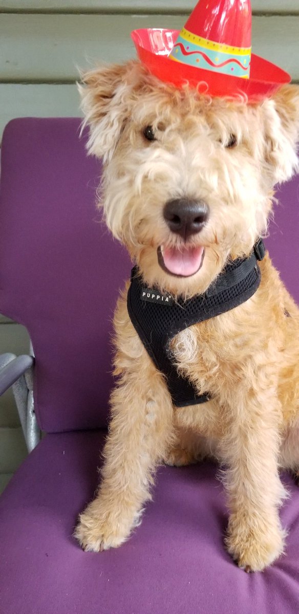 Meet little Alfy the newest addition to Mobiliti CRE's team