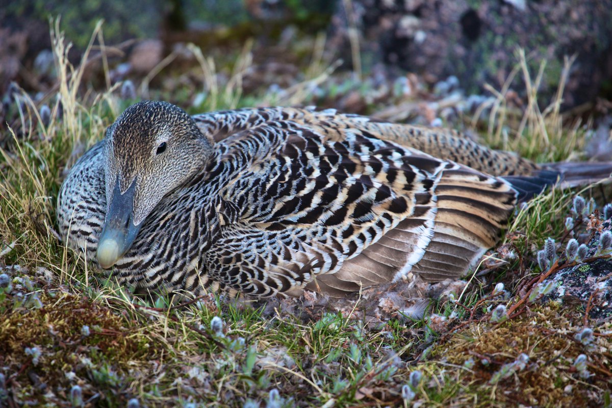 Grant Gilchrist (@achangingarctic) on Twitter photo A key element of our long term study of common eider ducks breeding in the #arctic, is to confirm which birds have survived the winter and returned to nest. <a href="/ECCCSciTech/">ECCC SciTech</a> <a href="/environmentca/">Environment Canada</a> <a href="/cu_research/">Carleton University Research</a> A key element of our long term study of common eider ducks breeding in the #arctic, is to confirm which birds have survived the winter and returned to nest. <a href="/ECCCSciTech/">ECCC SciTech</a> <a href="/environmentca/">Environment Canada</a> <a href="/cu_research/">Carleton University Research</a>