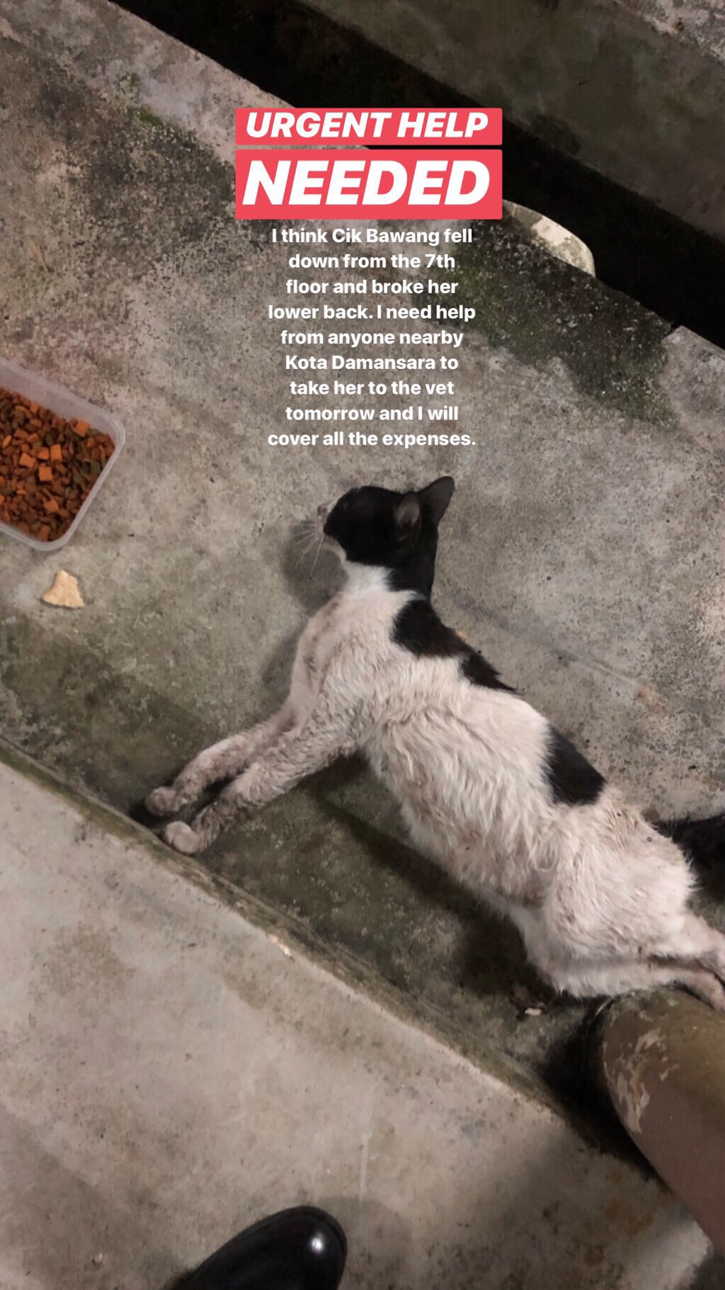 F On Twitter Urgent Help Needed From Anyone Nearby Kota Damansara To Take This Mommy Cat To The Vet I Will Cover All The Expenses And Will Require Donations If Needed Kindly