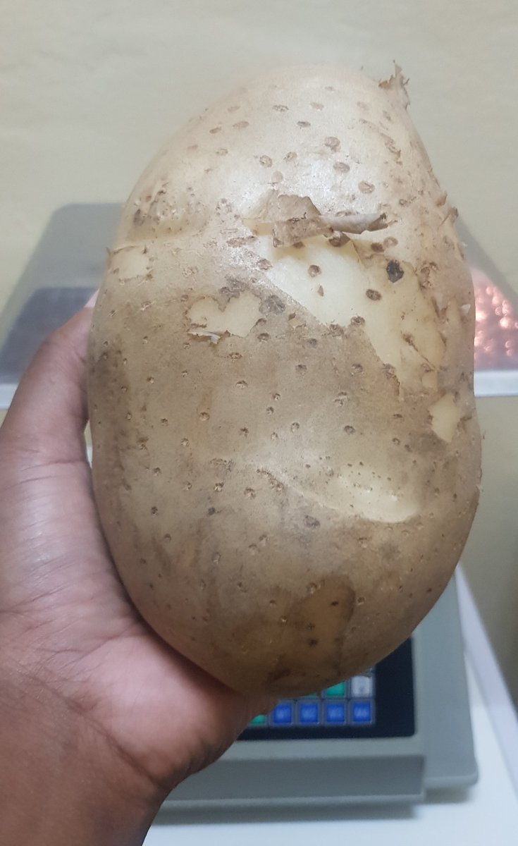 FermeSafari's tweet photo. La vente des nos pommes de terre bio est ouverte (filets de 10kg/15kg/25kg) - contactez nous sur whatsapp +243 822 881 333 pour vos commandes  🥔🥔🥔🥔🥔 #hautkatanga #germicopa #potatoesfarming #fermesafari https://t.co/EZvlWPCfKK
