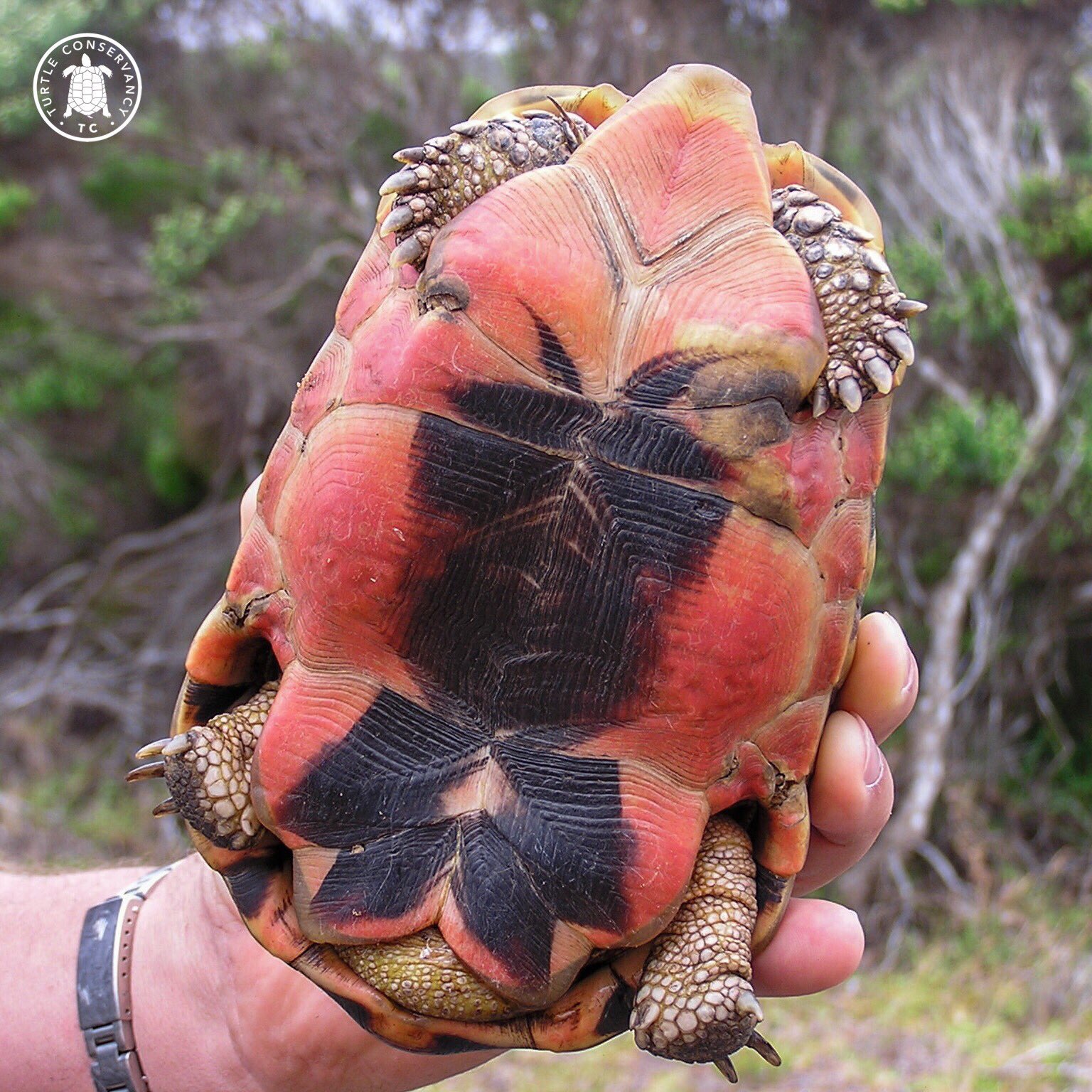 turtle-conservancy-on-x-male-bowsprit-tortoises-chersina