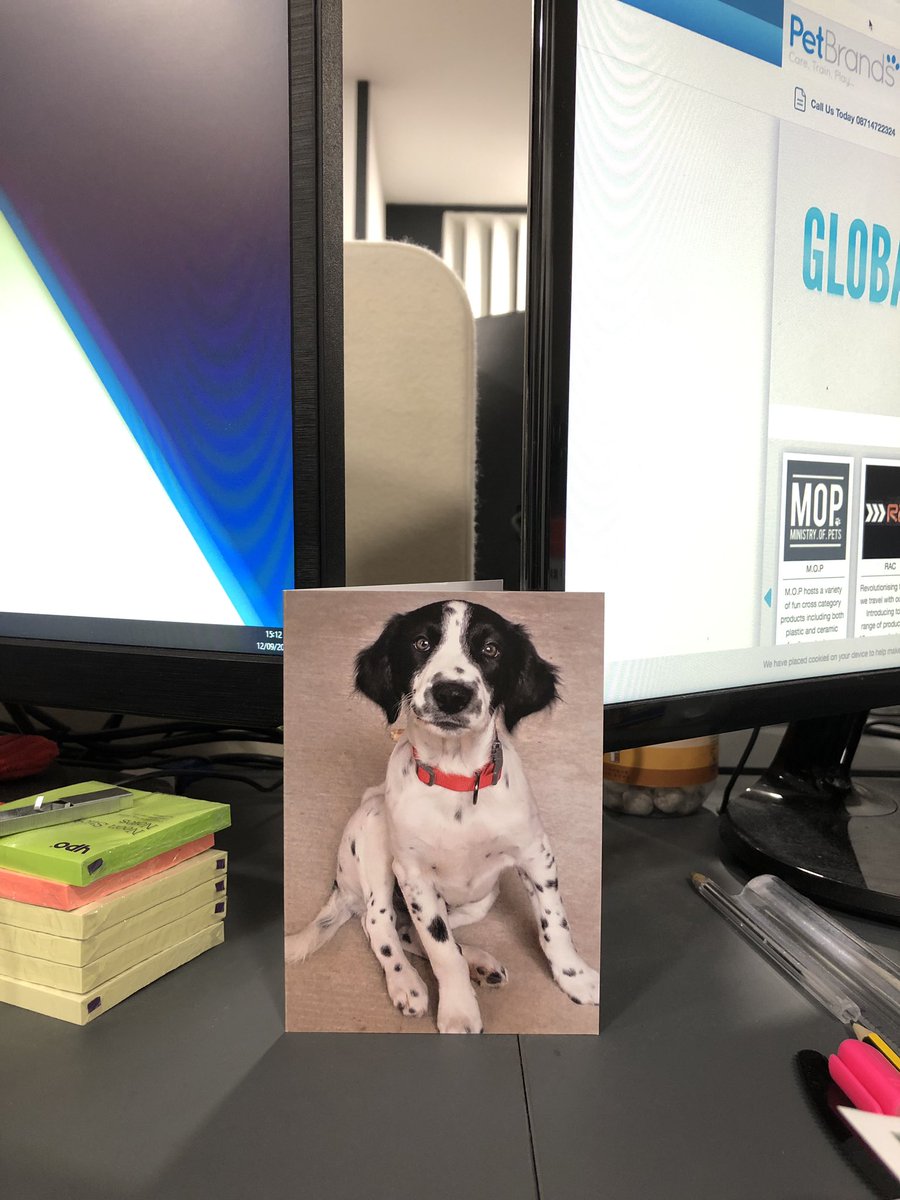 PetbrandsUK's tweet image. We have the best job! Thank you to Hartley for making our day in the office with a pawsome puppy pic - we are chuffed to hear that your new toys are serving you well! 🐶😍 #pawsomejob #pawfectpup