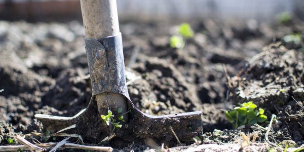 Did you know that over 60% of the positions approved by the Temporary Foreign Worker program are in agriculture? 

Learn why the goverment is modernizing this program 👇
buff.ly/32tzBPI
#TFW #AgTwitter #CdnAG