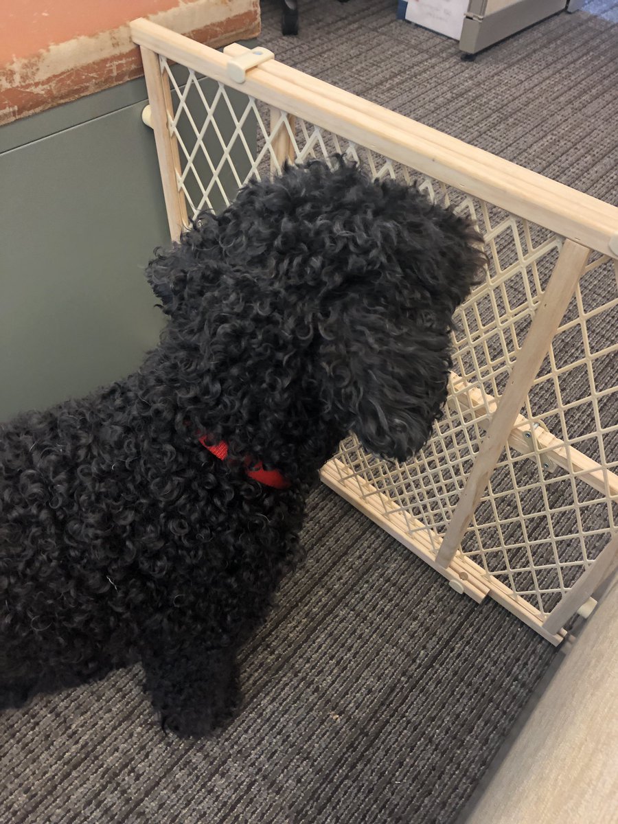 wendigobunny's tweet photo. This precious little doggo making Thursday even better with his cuteness!! I got snuggles!!! #Mickey #dogsofinstagram #HesSoSoft https://t.co/AhrQI8IiPM