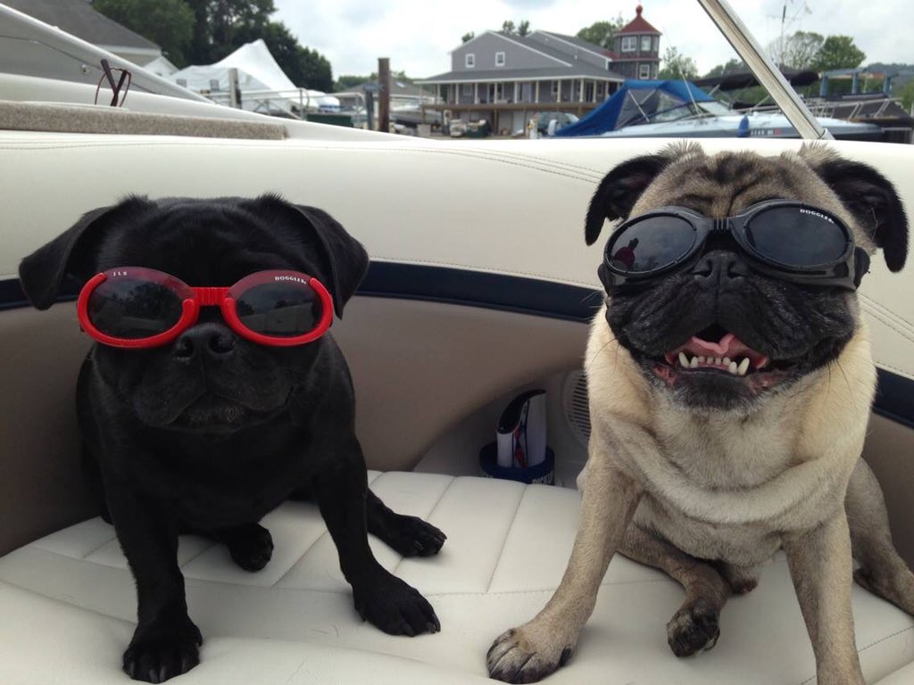 Mrs_Loubier3's tweet photo. @kerrywashington #MyPetIn5Words Too cool for any school! ❤️😎 https://t.co/qCnUpBvHra