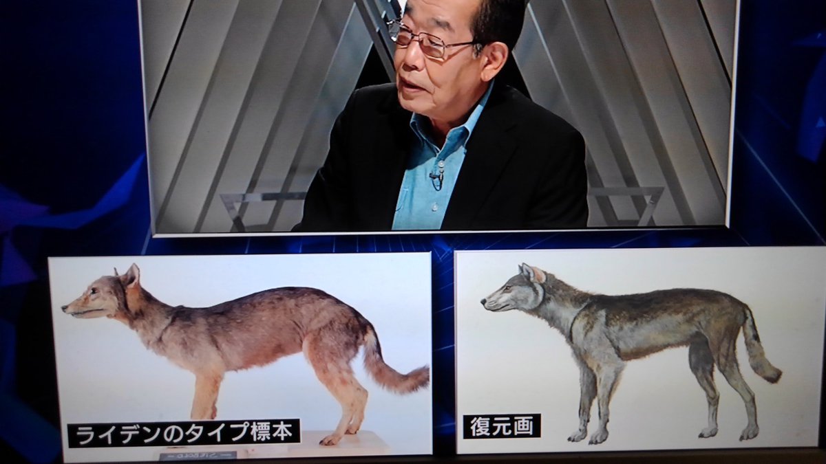 ট ইট র かもす このニホンオオカミの復元絵はすごくそれっぽい もし山でこういう動物と遭遇したら 私やニホンオオカミを探す会の八木博代表まで連絡をお願いします ニホンオオカミ