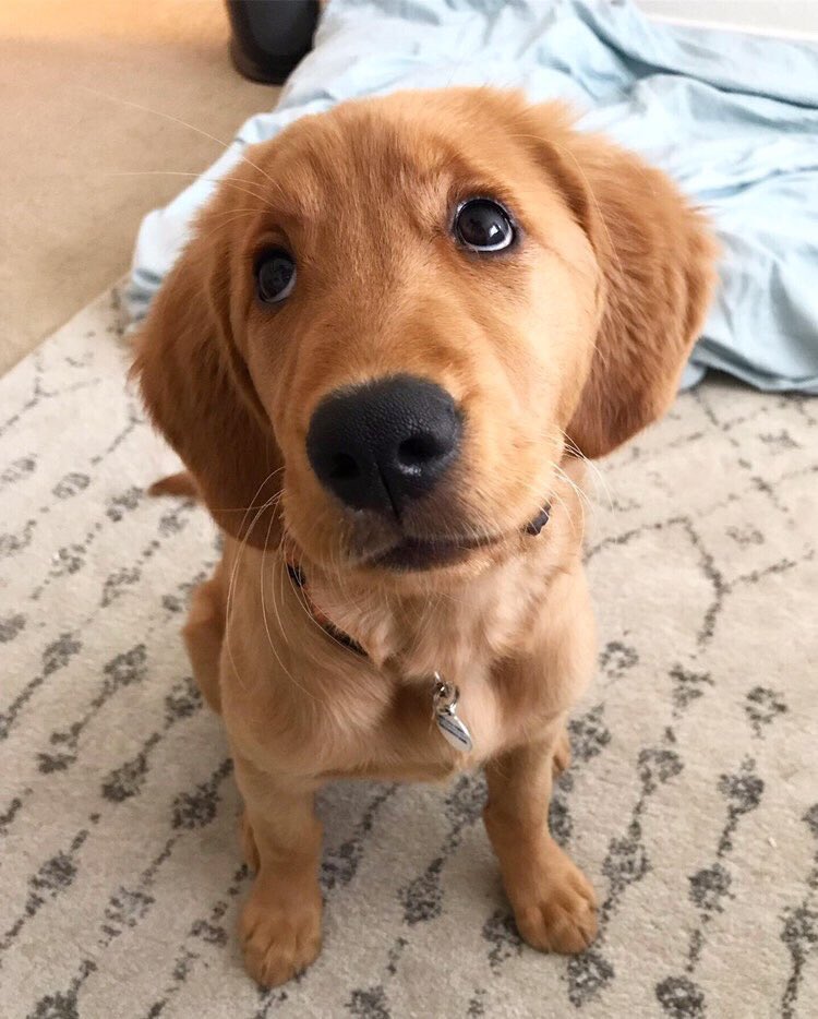 dog_rates's tweet image. This is Poppy. She lost her first tooth today. Heard if she puts it under her pillow it’ll be replaced with snacks. 14/10 hopes you’re proud