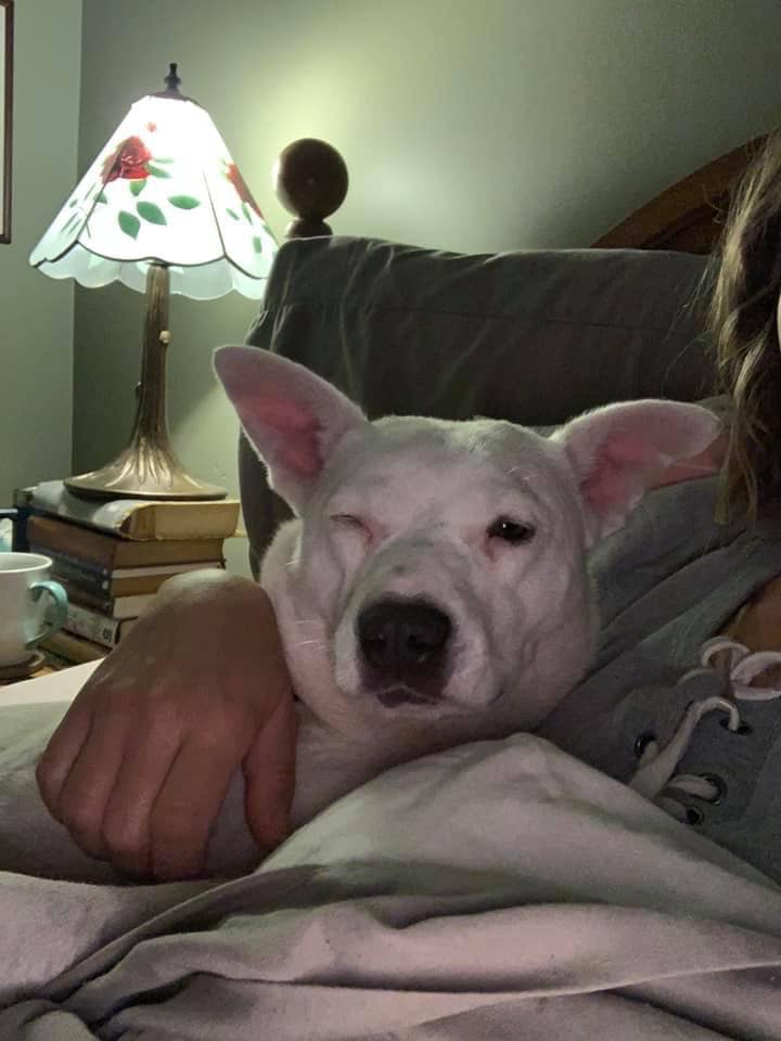 lasthopek9's tweet photo. I think itβs pretty safe to say Pinkie Pie is enjoying the #foster life! Just imagine how relaxed this little squish would be in her #fureverhome! Learn how to adopt Pinkie Pie from our website, https://t.co/XSfwNJC8QC. #totalzen #winkingdog #adoptable https://t.co/MsCaRk8Aoz
