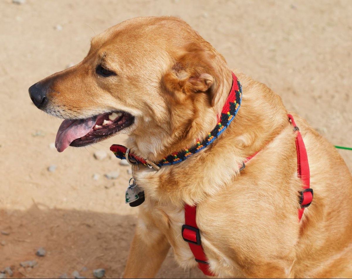 #DidYouKnow we make dog collars too? Give your dog a little bit of flare with our designs!

#Pupper #FurryFriend