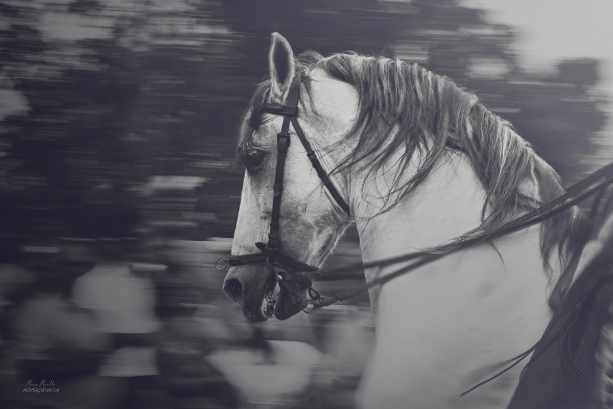 OfgMari's tweet photo. Piostros #caballo #piostros #photooftheday #photoshoot https://t.co/lpoU5NaPcb
